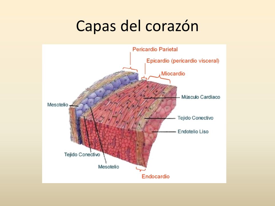 Histologia del corazon .doc